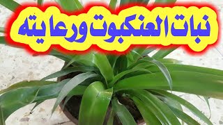 نبات العنكبوت ورعايته