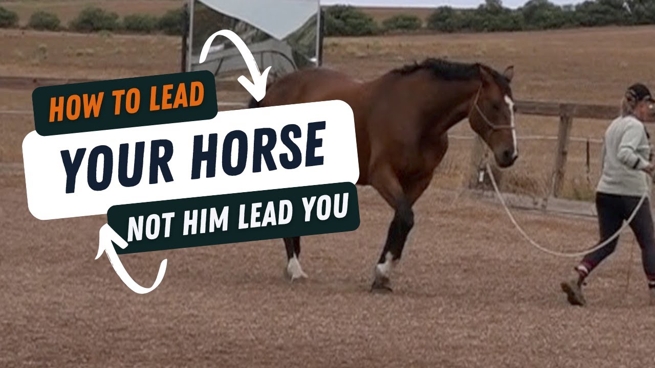 How To Lead Your Horse And Not Have Your Horse Lead You YouTube