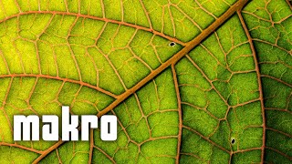 Jak fotit makro [Ze života fotografa]