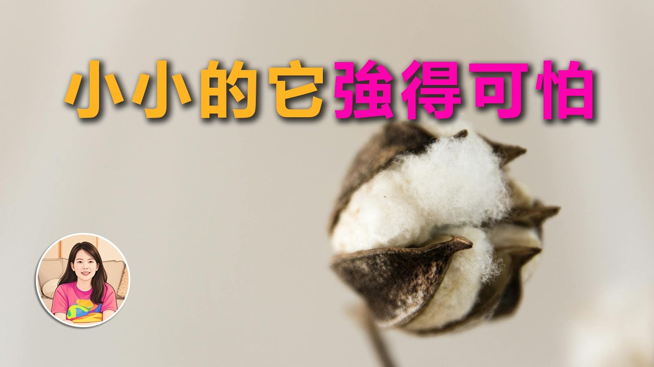 【棉花】你買的“棉”，可能是塑膠？關於棉花的6個瘋狂真相：防靜電、縮水、還是戰略物資「獨白女王Ms CC」