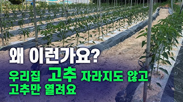 우리집  고추 자라지도 않고 고추만 열려요 왜 이런가요?