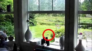 Coyote Sighting, in the yard, 6-16-14 by Escape From NY 598 views 9 years ago 22 seconds