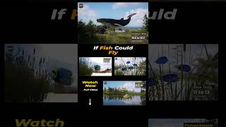 If Fish could fly | Fish size Comparison