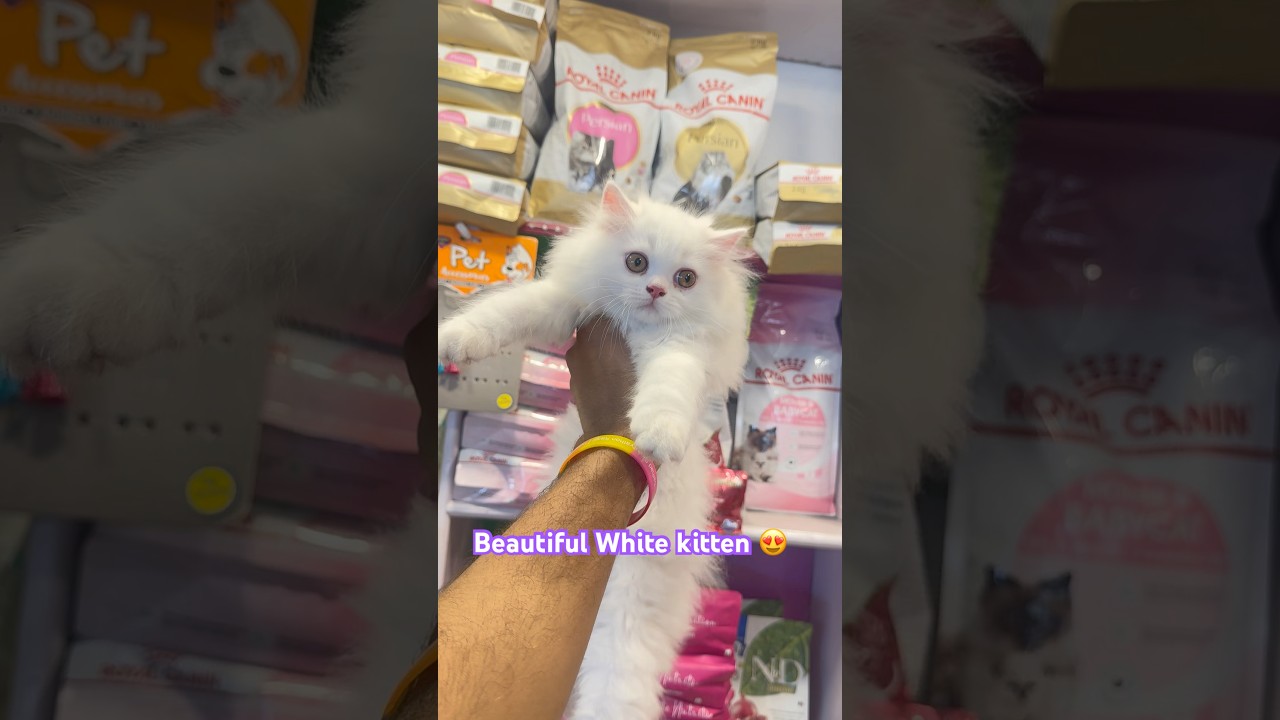 Pure white cat / white persian kitten / beautiful cat at petshubbaramulla / 
