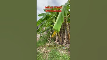 Đất xây Trọ gần KCN Tân Hương Tiền Giang #nhadattiengiang #nhadatmytho #0901678768 #bdstiengiang