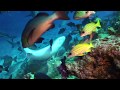 Diving in Fiji Island,  (Aggressor) August 2015 Part 6