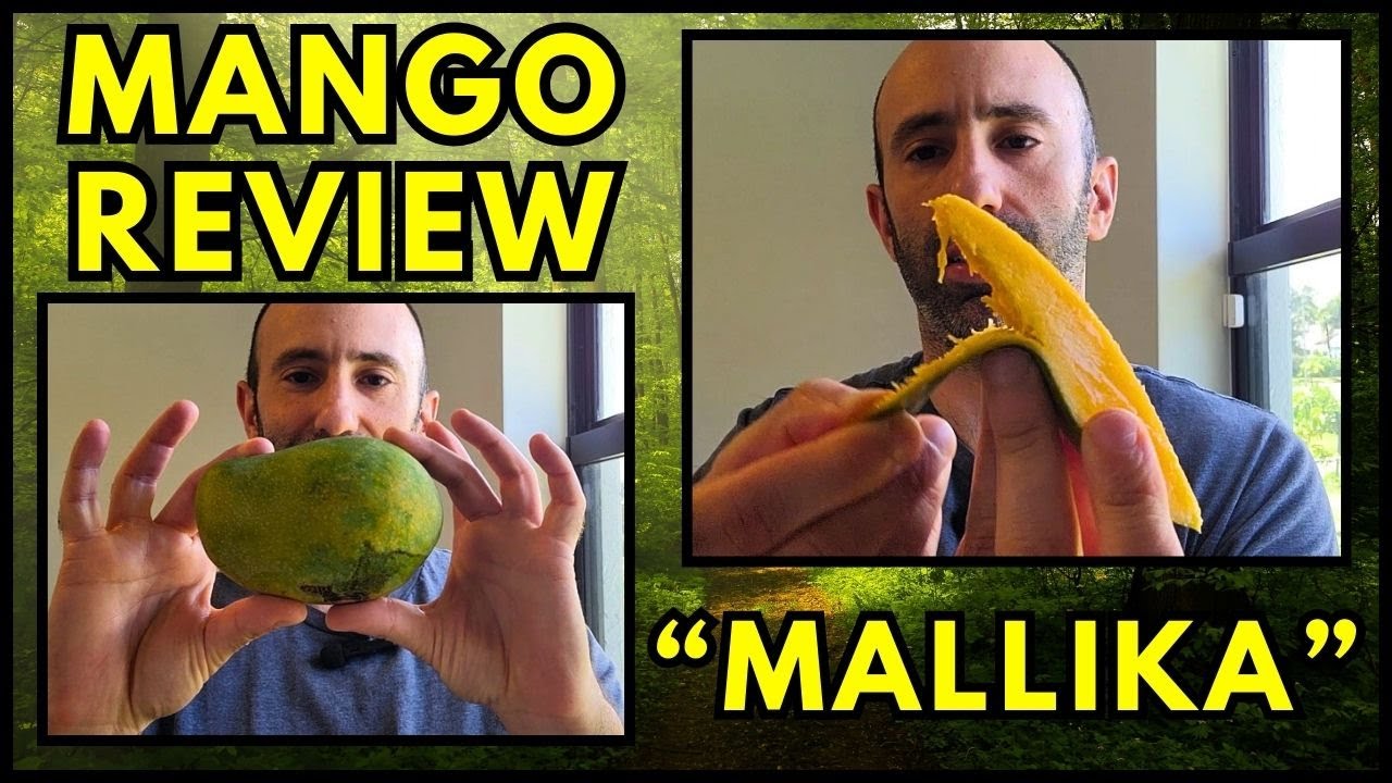 Mango Review: Mallika!