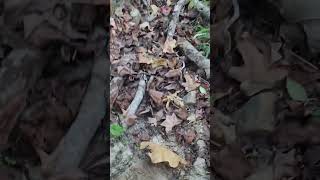 Digging creek dirt looking for gold 
