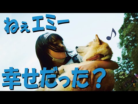我が家の小さなシンデレラ天に召される【柴犬・甲斐犬】