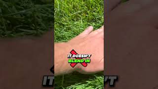 Creeping Bentgrass in COOL SEASON LAWNS lawncare lawntips diy