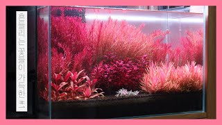 [ENG] 흔들리는 꽃들이 가득한 정원 | 핑크뮬리 어항 | 물멍 | Pink Muhly Aquarium | Dutch Style | MulMung