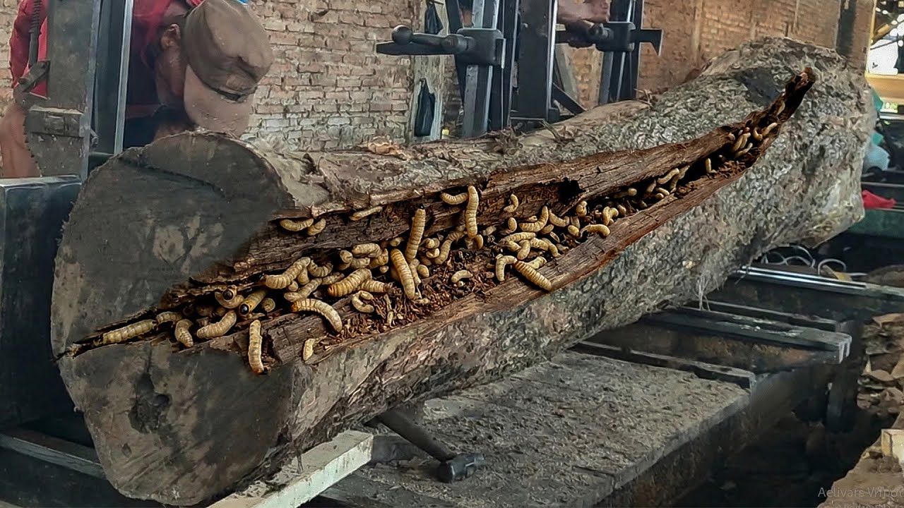 One Worker vs a Giant Trembesi Log in Extreme Sawmill Cutting Process ...