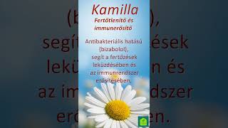 Kamilla Gyógyhatásai Ősítés Ógynövény Észetesgyógymód Észség