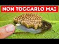 15+ fatti bizzarri sugli animali che vi faranno uscire fuori di testa