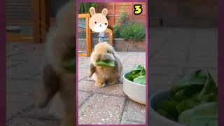 Se Comen Su 10 Cosas Que No Sabias Sobre Los Conejos