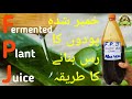 How to make fermented plant juice aloe vera fpj  korean natural farming knf