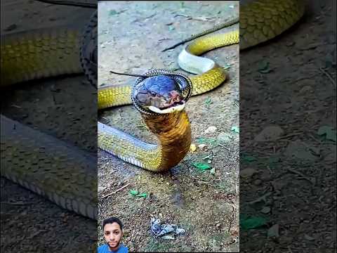 تقبيع الأفعى باحنش المرقي حول مزاجها الى رقص 