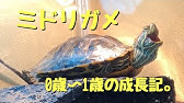 エサの量は 捨てないで ミドリガメの飼い方 5 Youtube エサの量は 捨てないで ミドリガメの飼い方 5 Youtube