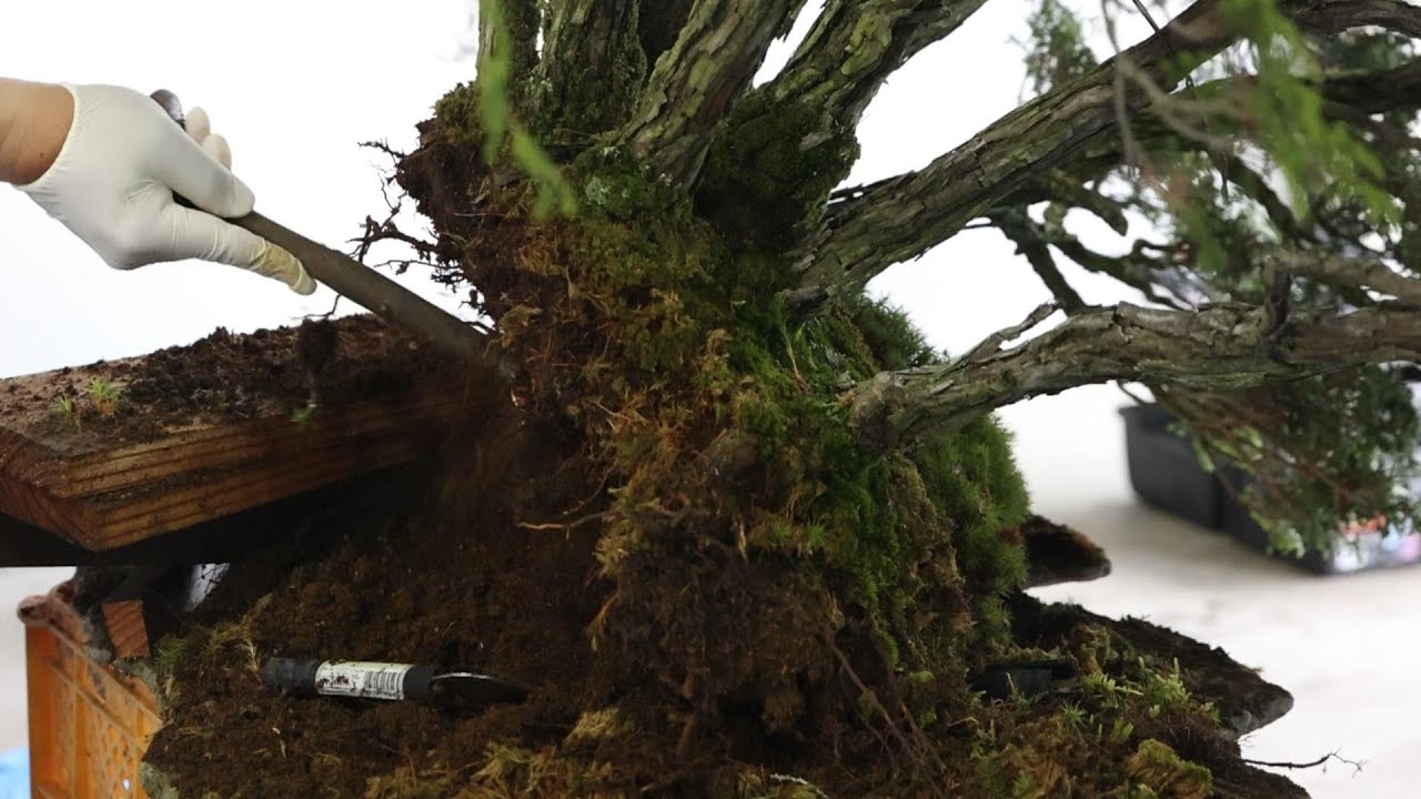 Japanese cypress bonsai layered 47 years ago - YouTube