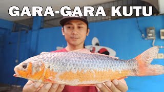 Pembasmi Kutu Ikan KOi | Cara Pemberian Kutuklin Pada Ikan Koi benar