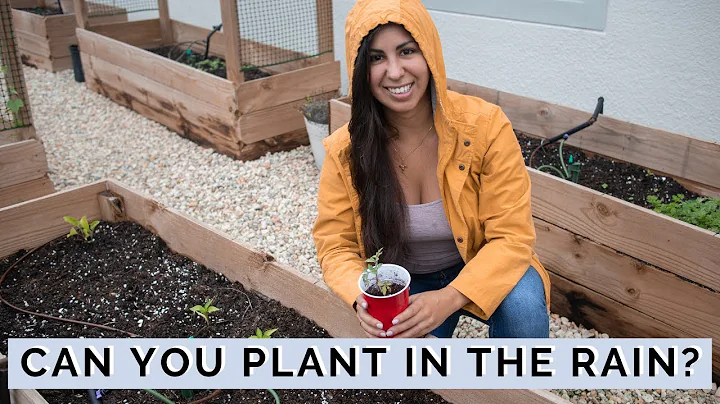 PLANTING Seeds in the Rain | Can I Plant in the Rain? | Mini Urban Farm - DayDayNews