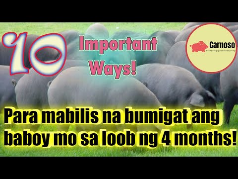 10 na Paraan para Lumaki at Bumigat ng Mabilis ang Baboy sa 4 months! || A Must view Video | Eng sub