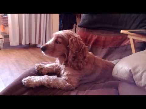 Video: Miks koerad lakkavad neid paws pidevalt?