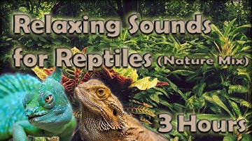Relaxing Sounds for Reptiles (3 HOURS) Soothing Nature Mix