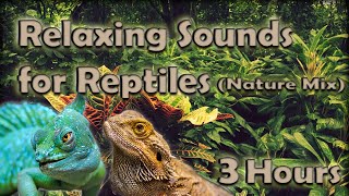 Relaxing Sounds for Reptiles (3 HOURS) Soothing Nature Mix
