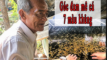 [GUPPY] THAM QUAN GÓC NUÔI ĐAM MÊ CÁ 7 MÀU KHỦNG KHIẾP CỦA  CHÚ HƠN  60 TUỔI
