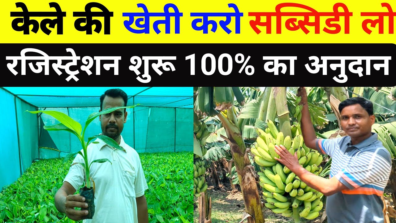 केले की खेती में अनुदान कैसे मिलता है //kele ki kheti per subsidy kab milati hai//kele ki kheti 