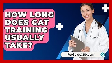 How Long Does Cat Training Usually Take? - PetGuide360.com