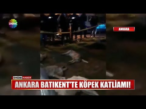 Ankara Batıkent'te köpek katliamı!