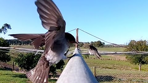 Runcam2 240fps example