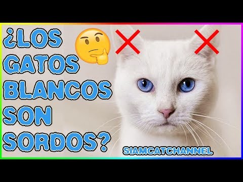 Video: Por Que Dicen Que Los Gatos Blancos Son Sordos