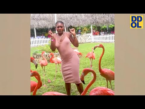 TRY NOT TO LAUGH WATCHING FUNNY VIDEOS 2021 #28