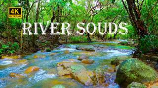 Amazing place to relax, melodic birdsong - Nature Sounds, Forest River, White Noise for Sleeping