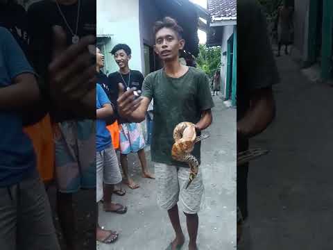 Ular Dipong mas Mail