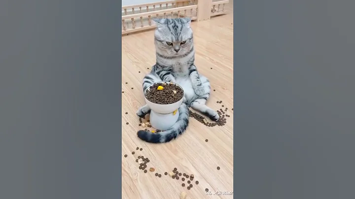 funny cats videos 🤣 #cat #trending #shorts