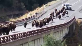 Bison Roundup in Yellowstone National Park