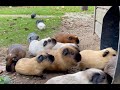 Guinea pigs exit and enter the tube