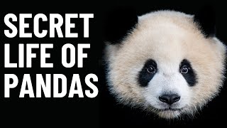 The Fascinating World of Pandas! by Paws&Claws 176 views 1 year ago 4 minutes, 5 seconds