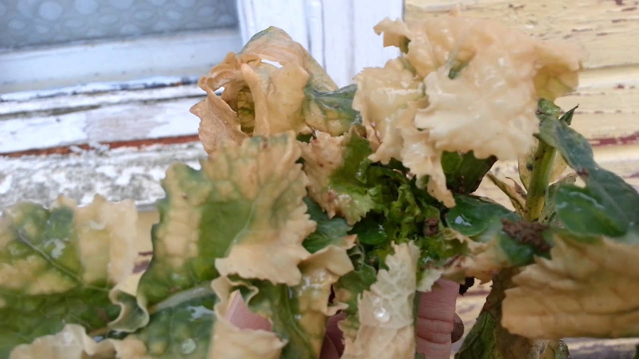 Zieminis rapsas 2014 02 15 - YouTube