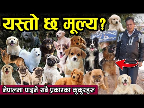 Dog Price In Nepal Kathmandu