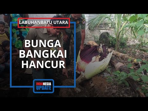 Video: Fatskhedera (32 Foto): Merawat Bunga Di Rumah. Mengapakah Tanaman Itu Menumpahkan Daunnya Pada Musim Sejuk? Fatskheder Spesies Lise Dan 