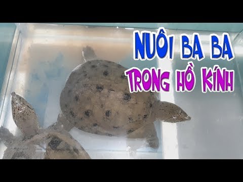 Video Nuôi ba ba làm kiểng trong hồ kính đơn giản - youtube