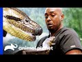 Anaconda Is Dr. Ross' New Patient | The Vet Life