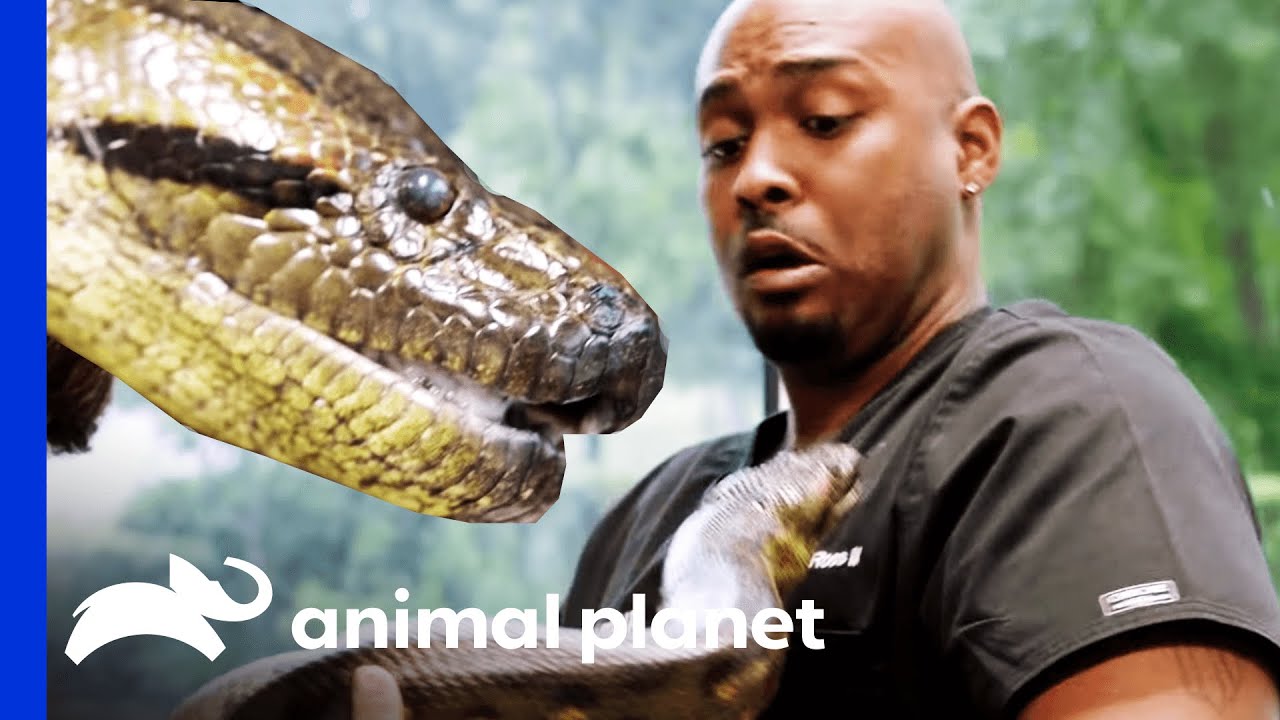 Anaconda Is Dr. Ross' New Patient | The Vet Life - YouTube