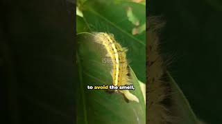 Do Butterflies Remember Being Caterpillars 🤔