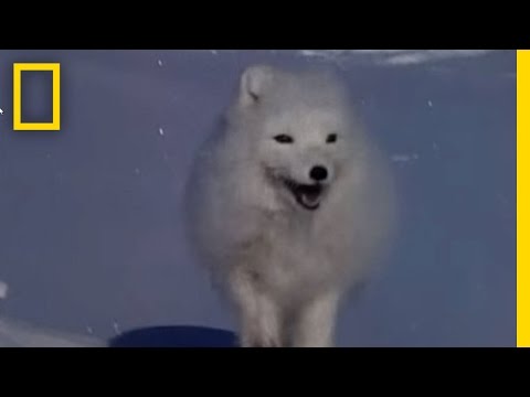 Arctic Fox Raids Polar Bear Kill National Geographic Youtube